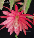 Epiphyllum 'Indian Fox' Unrooted Cutting - Rare Orchid Cactus for Propagation - Exotic Houseplant Cutting
