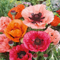 Landscaper's Pack Poppy Seeds - Mixed Red Perennial Papaver orientale, Non-GMO, 2000 Seeds for Garden Planting