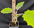 Naranjilla Live Plant - Solanum quitoense - Tropical Fruit Plant in 4-Inch Pot - Edible, Ornamental Garden or Indoor Plant