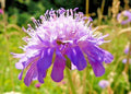 Knautia Seeds, Lavender, 100 Count, Pincushion Flowers, Easy to Grow Garden Plants, Knautia macedonica