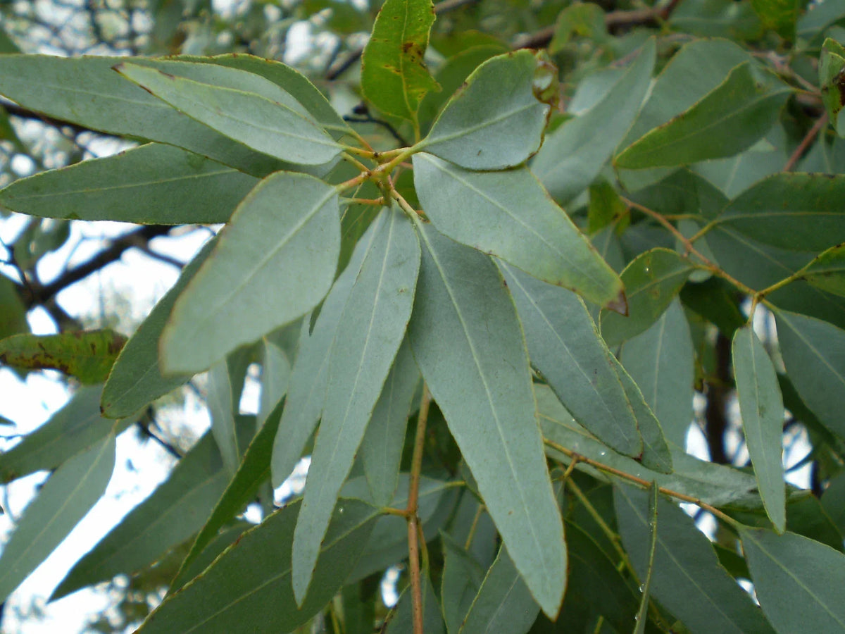 Lemon Eucalyptus Tree Seeds – 7 Packets – Aromatic & Medicinal – Corymbia citriodora – Fast-Growing Garden Tree Seeds