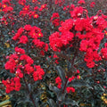 Crape Myrtle Starter Plant - Ebony Fire Variety - Lagerstroemia indica - Well Rooted, Drought Tolerant, Vibrant Red Flowers