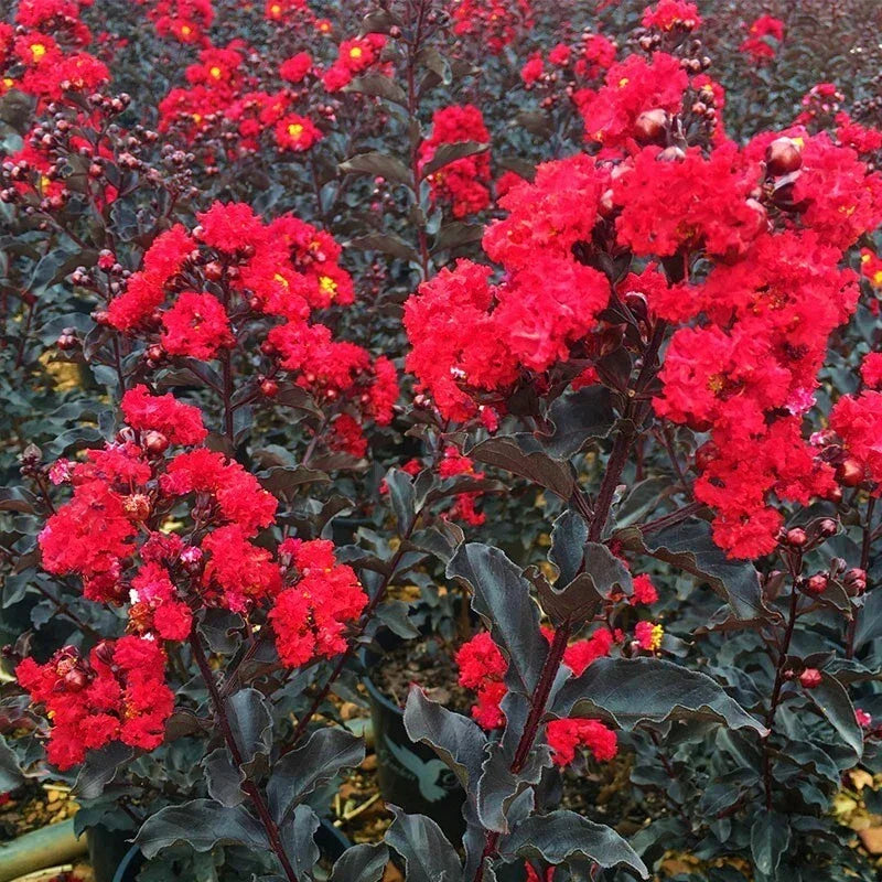 Crape Myrtle Starter Plant - Ebony Fire Variety - Lagerstroemia indica - Well Rooted, Drought Tolerant, Vibrant Red Flowers