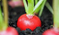 Radish Seeds - Cherry Belle Heirloom Non-GMO Red Radish Seeds for Home Gardening - 1000+ Seeds