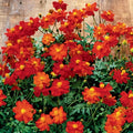 Cosmos bipinnatus Seeds - 200+ Cosmic Red Cosmos Flower Seeds for Garden, Borders, Containers, Pollinator Attractant