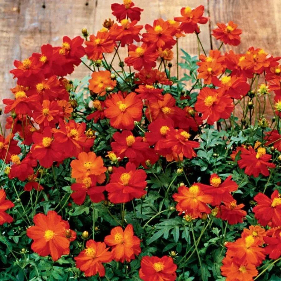 Cosmos bipinnatus Seeds - 200+ Cosmic Red Cosmos Flower Seeds for Garden, Borders, Containers, Pollinator Attractant