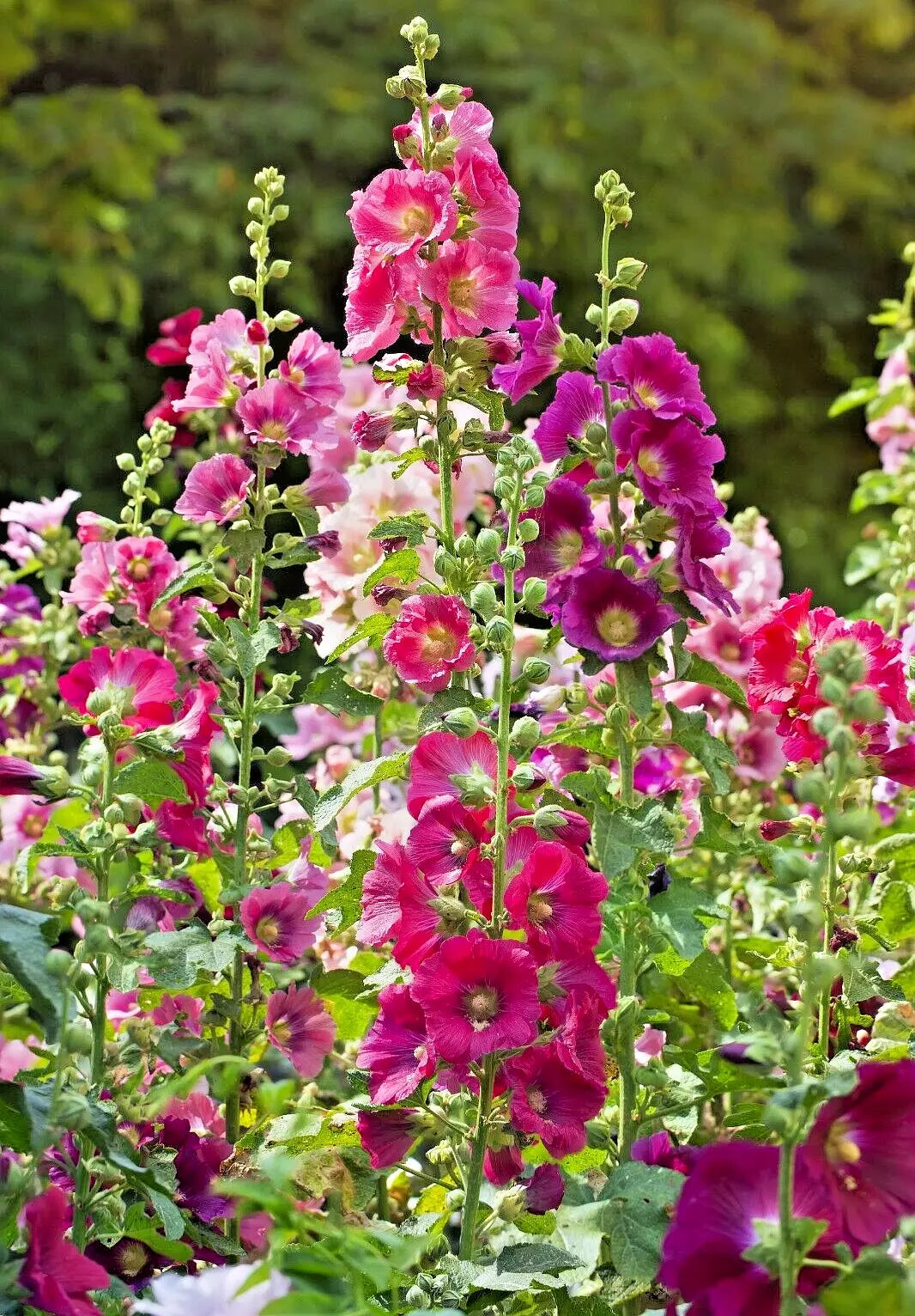 Giant Hollyhock Seeds Mix - 50 Seeds, Hardy Perennial, Vibrant Colors, Alcea rosea, Easy to Grow, Butterfly Attracting, USA Seller
