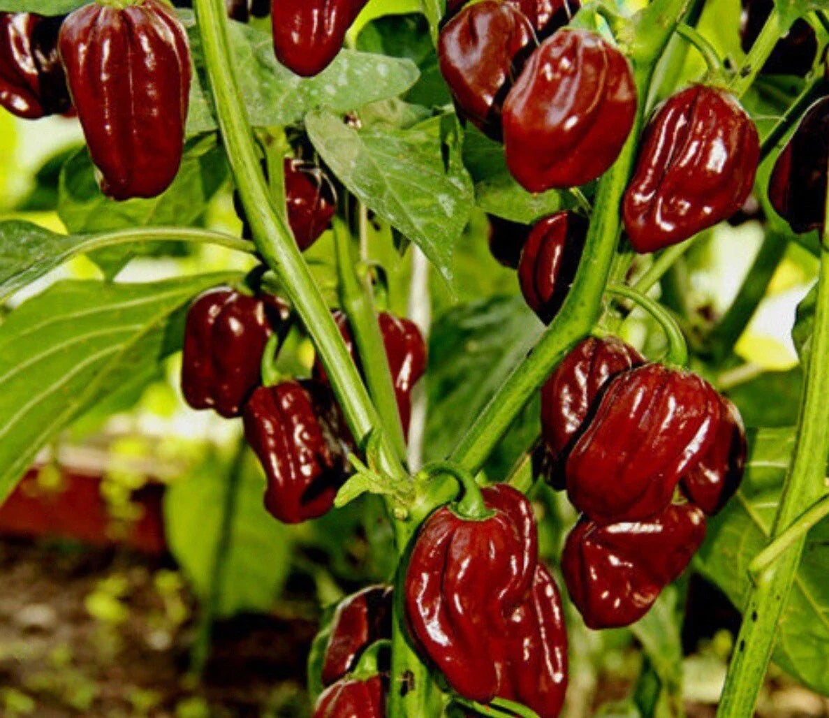 Chocolate Habanero Pepper Seeds - Heirloom Capsicum chinense for Spicy Garden, Salsa & Culinary Use, 20+ Seeds