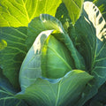 Early Jersey Wakefield Cabbage Seeds - 1000+ Count, Pointed Brassica oleracea for Spring Planting, Home Garden & Market