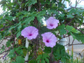 Brazilian Morning Glory Seeds, Ipomoea setosa, Climbing Vine, Butterfly & Hummingbird Attracting, Colorful Garden Vines, 25 Seeds