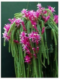 Rat Tail Cactus Cuttings Lot of 4 | Aporocactus flagelliformis Pink Succulent Plant for Hanging Baskets