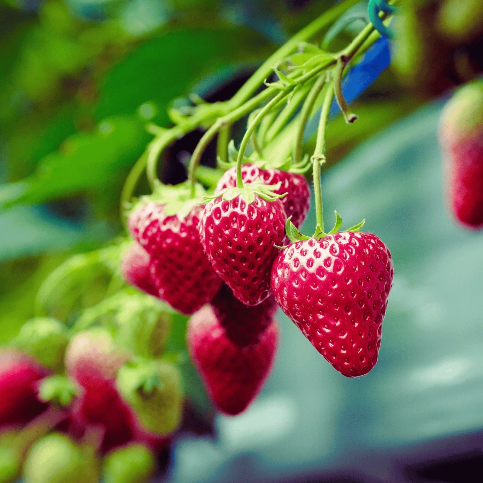 Keepsake Strawberry Roots - Bare Root Everbearing Fragaria × ananassa for Garden, Container, or Raised Bed