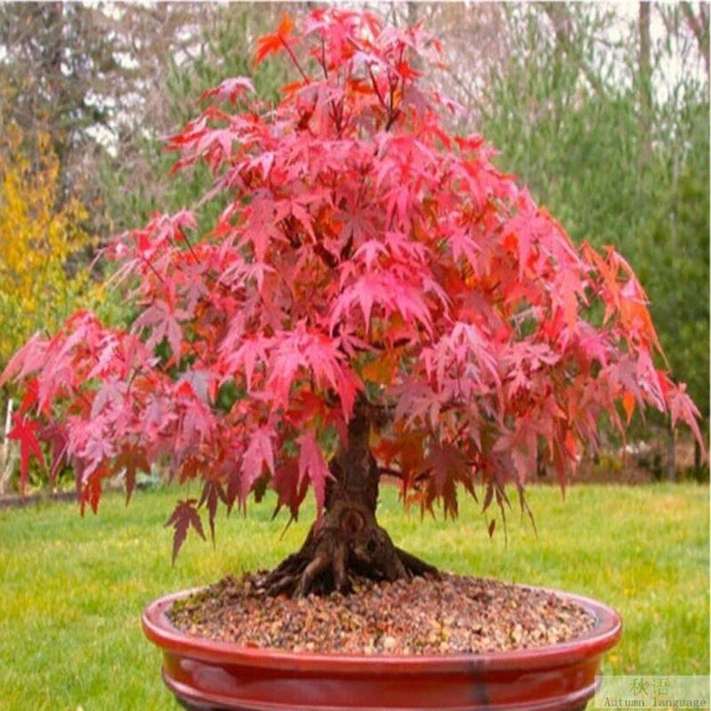 Red Japanese Maple Tree Seeds - Acer palmatum atropurpureum, Bonsai & Garden, 20 Pack