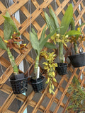 Cynoches Orchid Plant with Side Bulb – Small Indoor/Outdoor Flowering Orchid in Various Colors