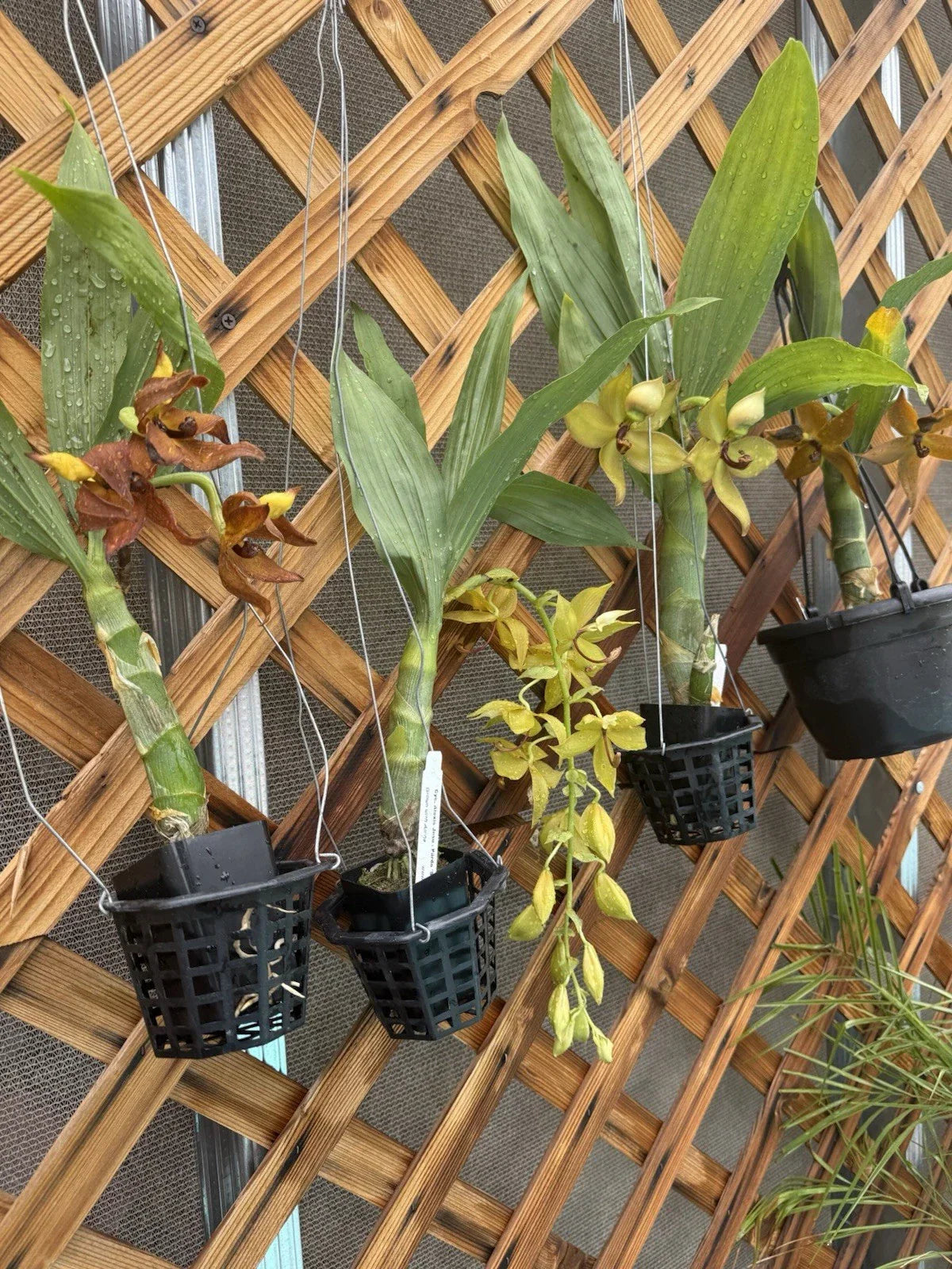 Cynoches Orchid Plant with Side Bulb – Small Indoor/Outdoor Flowering Orchid in Various Colors