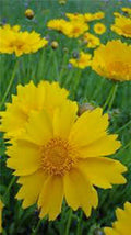 Coreopsis Seeds 500 Count, Lanceleaf Flower, Golden-Yellow Blooms, Coreopsis lanceolata, Wildflower Garden, Butterfly Attracting