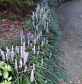 50 Bare Root Monkey Grass Plants - Lush Green Ground Cover for Borders | Ophiopogon planiscapus