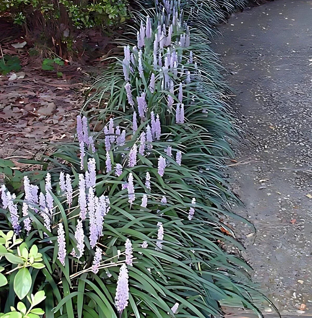 50 Bare Root Monkey Grass Plants - Lush Green Ground Cover for Borders | Ophiopogon planiscapus