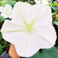 Moon Flower Seeds - Ipomoea Alba Large White Blooms Climbing Vine Seed Pack 30+