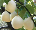 Live Asian Sand Pear Tree White Shinko Hosui - Well-Rooted Pyrus pyrifolia Fruit Tree