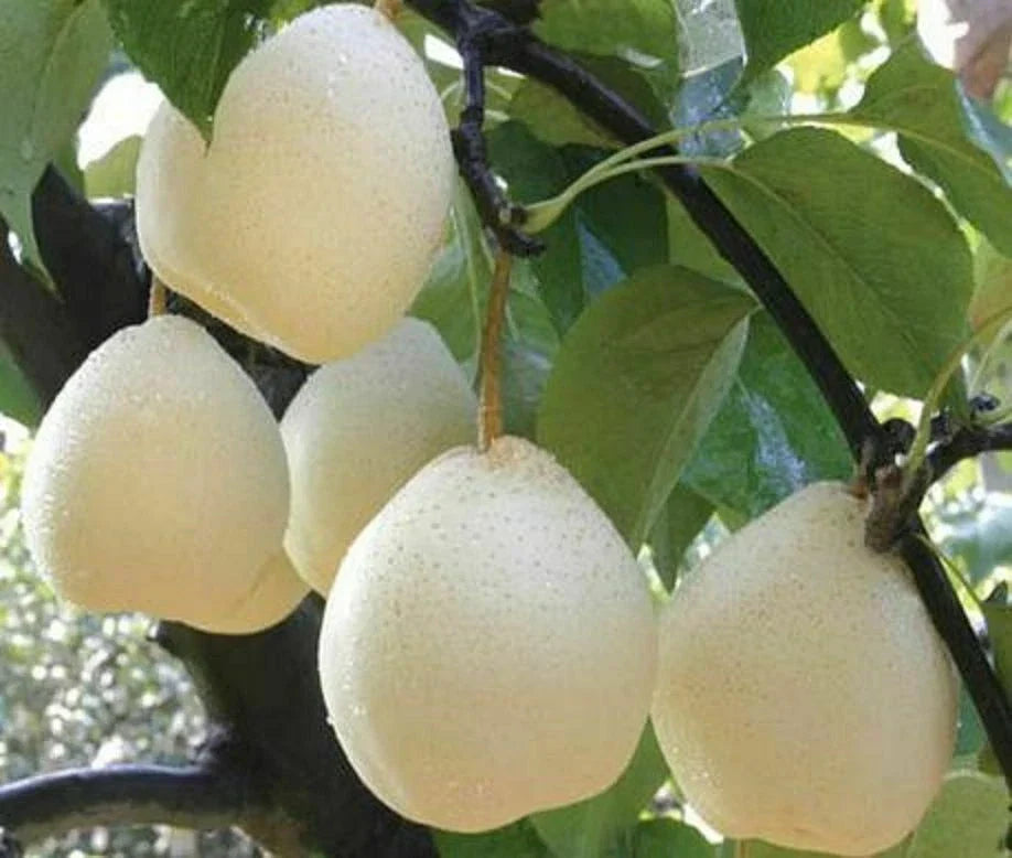 Live Asian Sand Pear Tree White Shinko Hosui - Well-Rooted Pyrus pyrifolia Fruit Tree