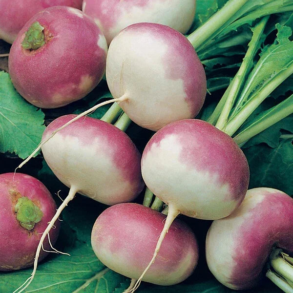 Purple Top Turnip Seeds – Non-GMO Brassica rapa, 500+ Seeds, White Globe Vegetable Seeds for Gardening, USA, Free Shipping