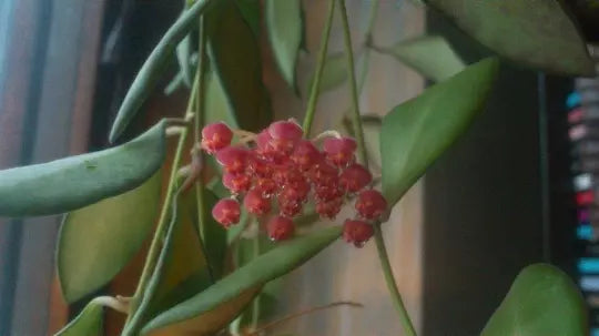 Hoya Bilobata Plant – 6" Tropical Indoor & Outdoor Flowering House Plant, Easy Care, Climbing or Trailing