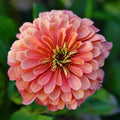 Coral Zinnia Seeds, 100+ Pack, Attracts Butterflies & Bees, Zinnia elegans, Annual Flower