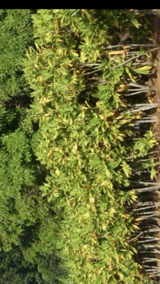 Cordyline Fruticosa Cuttings - 24 Large Green Hawaiian Ti Good Luck Plant Logs for Propagation