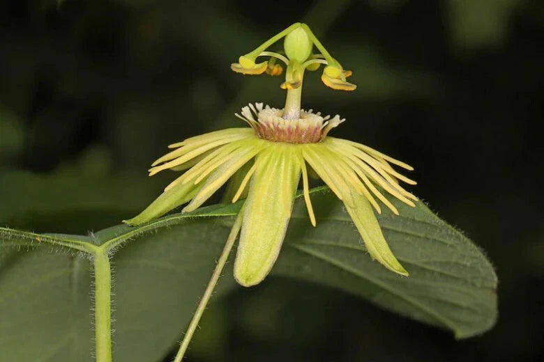 Yellow Passiflora Passion Fruit Starter Plant – Small Rooted Vine, Edible Fruit, Tropical Garden, Passiflora edulis var. flavicarpa