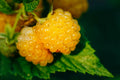 Salmonberry Seeds - 50+ Fruit Bearing Shrub Seeds - Rubus spectabilis - Edible, Hardy Garden Plant for Berries and Wildlife