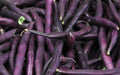 Royal Burgundy Bean Seeds 50 Pack - Purple Heirloom Vegetable - Phaseolus vulgaris, Bush Type, Compact Growth