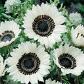 Snow White Sunflower Seeds - Perennial Helianthus annuus - 25 Pack for Garden, Cut Flowers & Pollinator Attraction