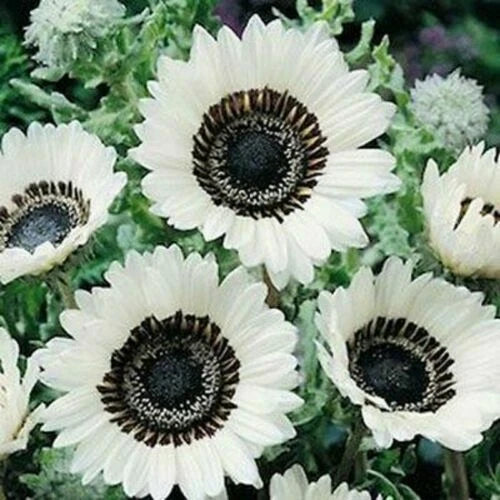 Snow White Sunflower Seeds - Perennial Helianthus annuus - 25 Pack for Garden, Cut Flowers & Pollinator Attraction
