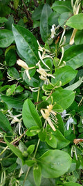 Honeysuckle Starter Plant Cuttings - Unrooted Lonicera spp. for Garden, Trellis, Fences