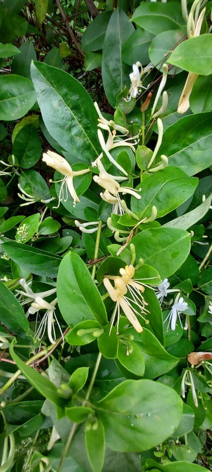 Honeysuckle Starter Plant Cuttings - Unrooted Lonicera spp. for Garden, Trellis, Fences