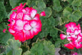 Rare Red & White Geranium Live Plant Starter Cutting 2x6 Pelargonium for Garden & Indoor Pot