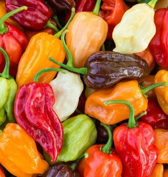 Rainbow Habanero Pepper Seeds Mix – 50+ Varieties in Red, Yellow, Chocolate, White, Orange – Capsicum chinense