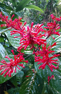 Fire Spike Red Plant - Odontonema strictum Rooted Starter - Hummingbird Attracting Perennial