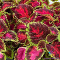Coleus Seeds - 25+ Fairway Rose Variety for Garden Planting - Vibrant Foliage - Solenostemon scutellarioides