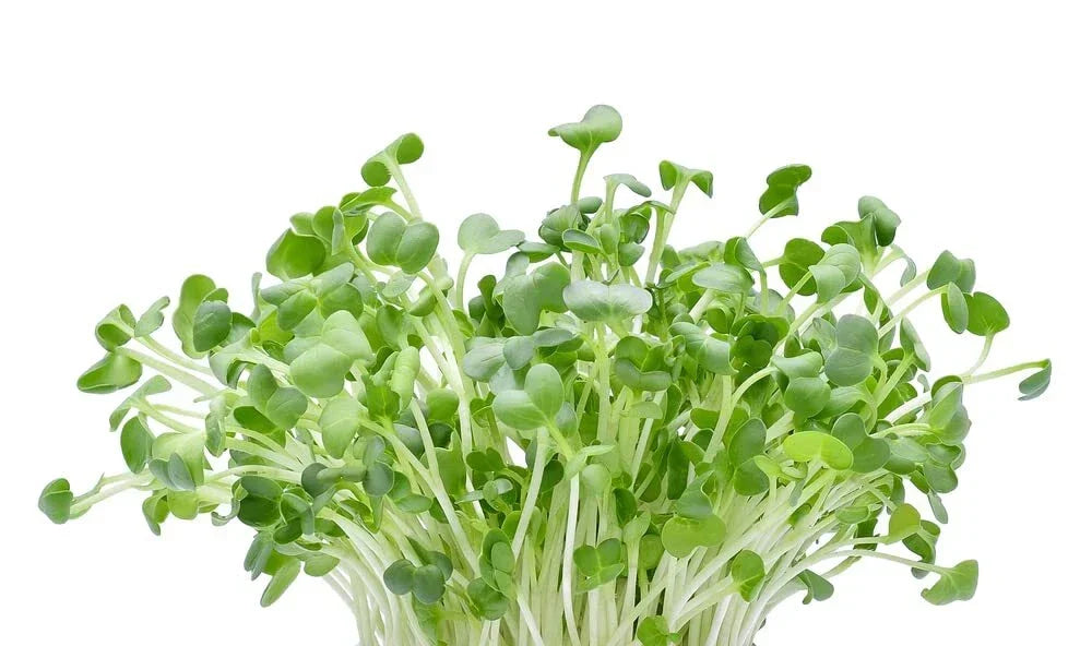 Alfalfa Microgreens Seeds Pack - 250 Seeds - Fast Growing, Nutritious, Medicago sativa