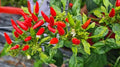Premium Small Red Chili Pepper Seeds, Capsicum annuum, 5000-20000 Scoville Units, Spicy Cooking & Chili Powder
