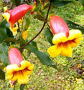 Tangerine Beauty Cross Vine Starter Plant 1ft, Yellow Orange Flowers, Bignonia capreolata, Climbing Vine for Hummingbird & Butterfly Attractant