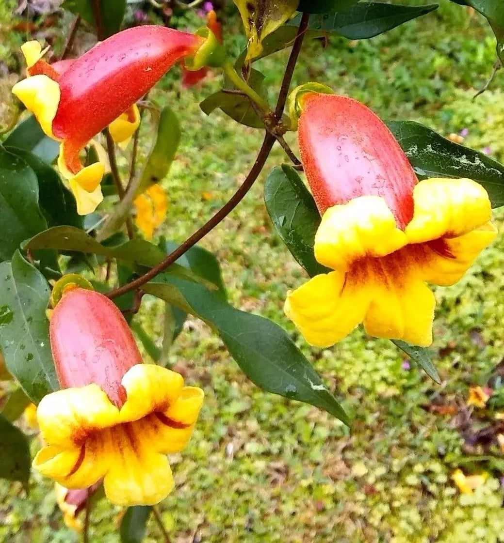 Tangerine Beauty Cross Vine Starter Plant 1ft, Yellow Orange Flowers, Bignonia capreolata, Climbing Vine for Hummingbird & Butterfly Attractant