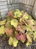 Coral Bells Live Plant - Bare Root Heuchera spp. - Gold Yellow Orange Velvet Foliage Perennial