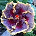 Hibiscus Seeds - Perennial Flower Pack with Cream, Purple, Pink Blooms - Hibiscus rosa-sinensis - 20 Seeds