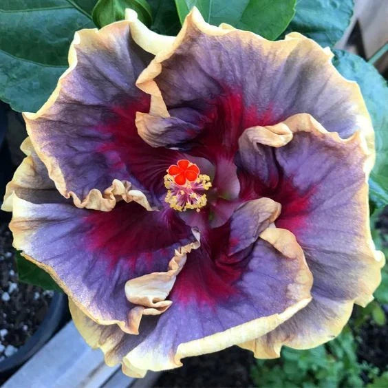 Hibiscus Seeds - Perennial Flower Pack with Cream, Purple, Pink Blooms - Hibiscus rosa-sinensis - 20 Seeds