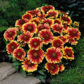 Blanket Flower Seeds - Gaillardia aristata - Colorful Perennial Wildflower Seed Packet with 150+ Non-GMO Heirloom Seeds