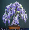 Chinese Blue Wisteria Seeds - 10 Pack, Hardy Climbing Vine, Wisteria sinensis, Blue Flowers, Garden, Bonsai, Fast Growing