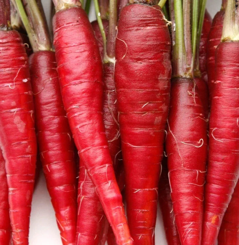 Red Carrot Seeds 500+ Atomic Variety Non-GMO Vegetable Garden Seeds Daucus carota